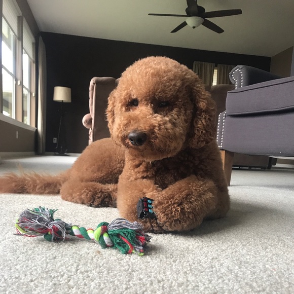 Meet your Posher, Madiella - Picture 1 of 1